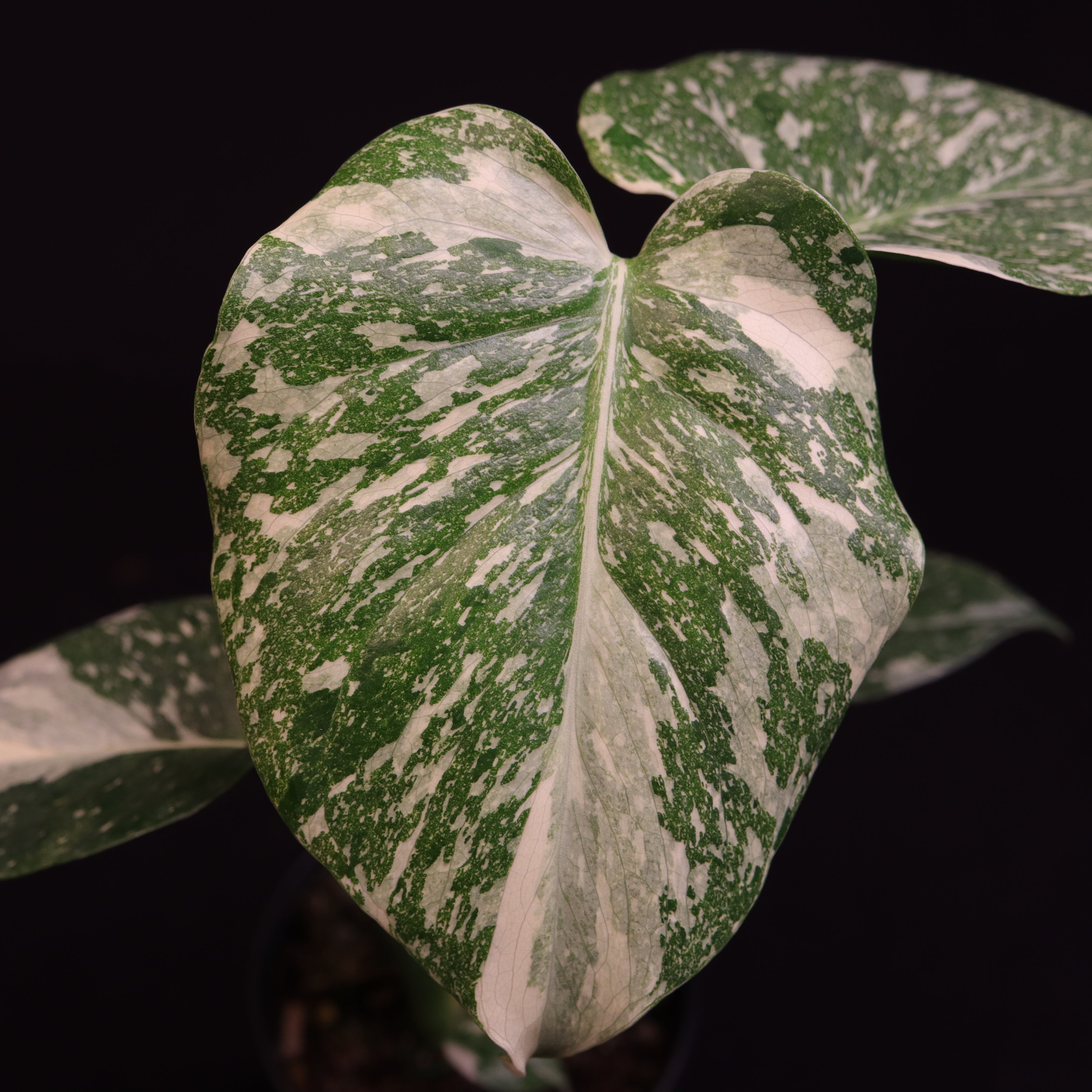 Pothos cf beccariana Mt Besar 【LA便】 Pothos cf beccariana Mt Besar 【LA便】 - メルカリ