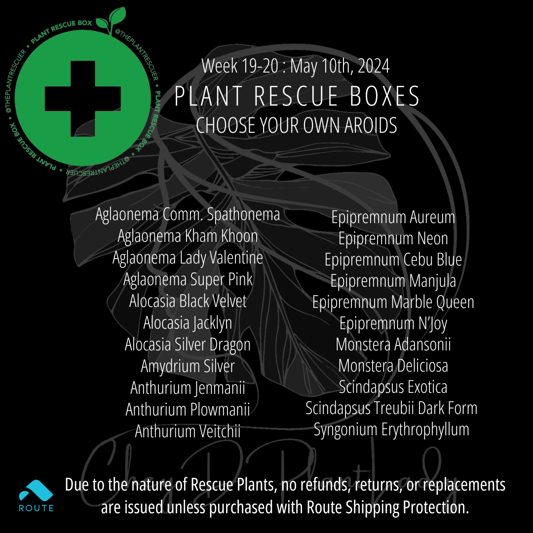 Aroids CYO -  Plant Rescue Box - USA