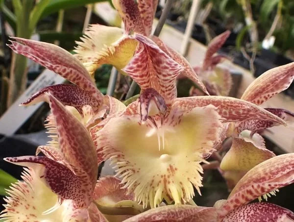 Catasetum Frilly Doris- Blooming Size