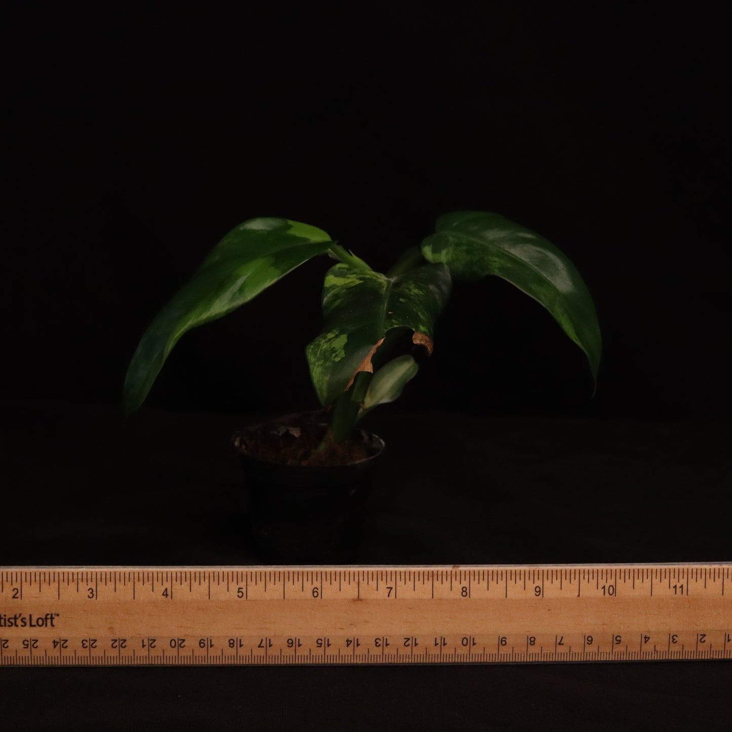 Variegated Philodendron Domesticum