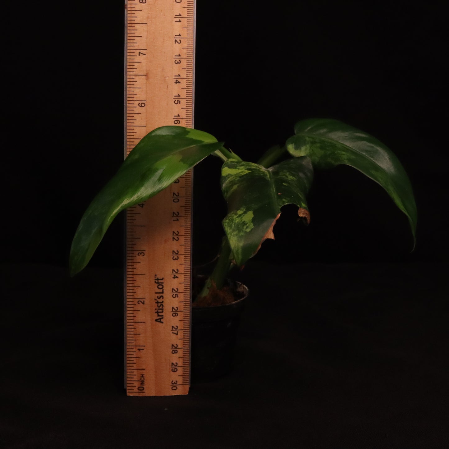Variegated Philodendron Domesticum