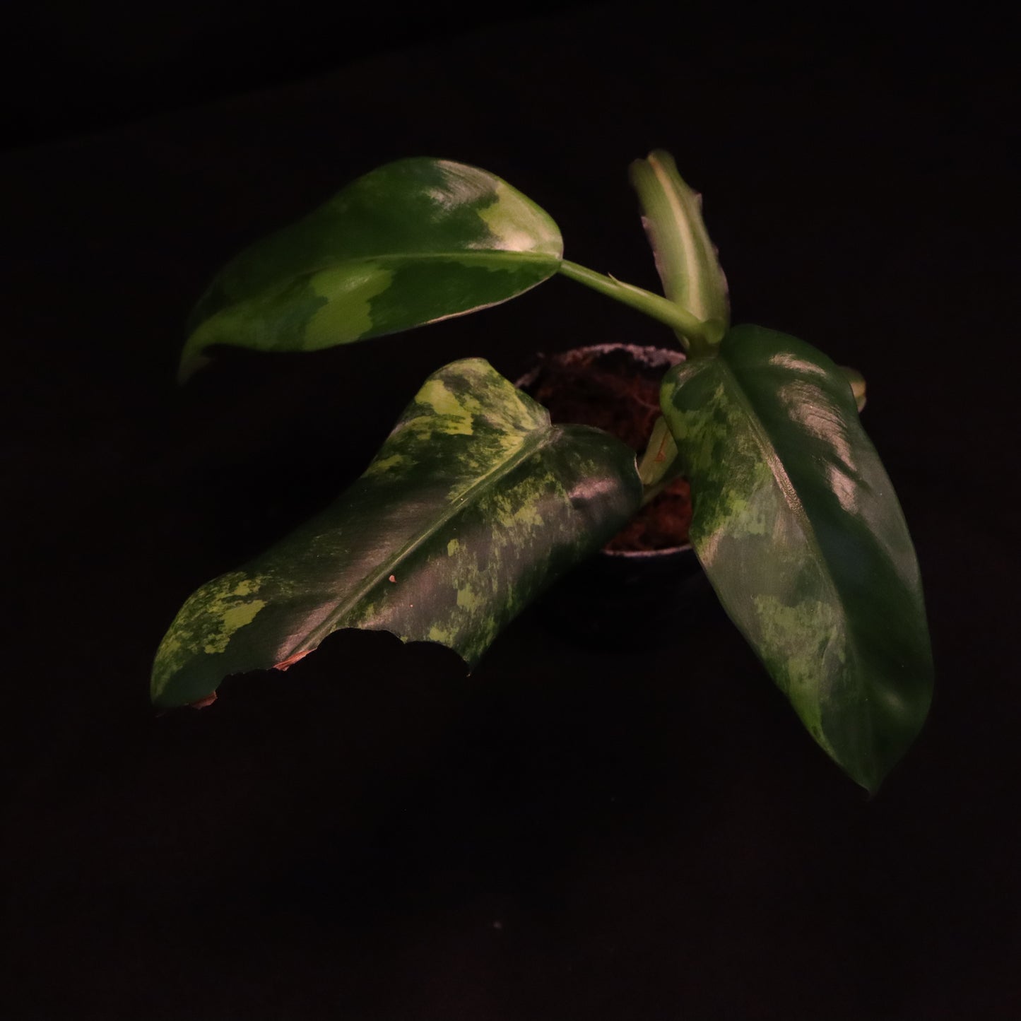 Variegated Philodendron Domesticum