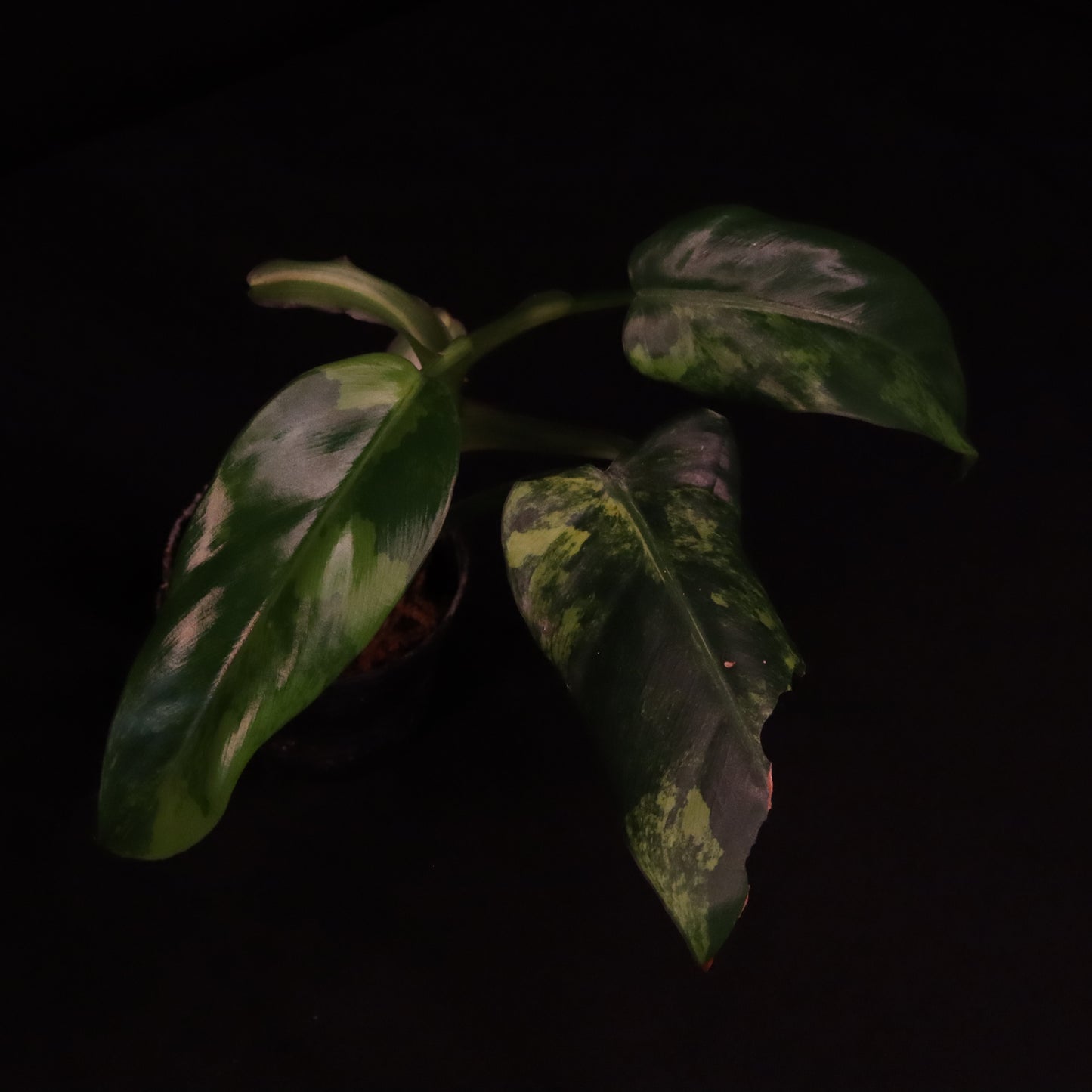 Variegated Philodendron Domesticum