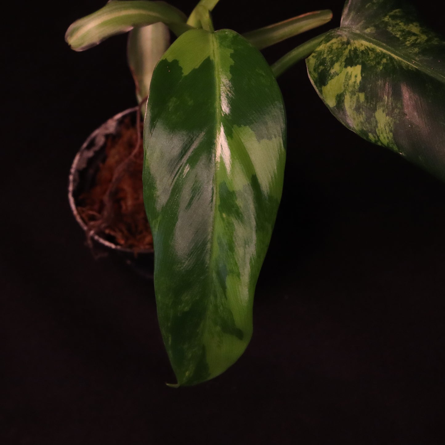 Variegated Philodendron Domesticum