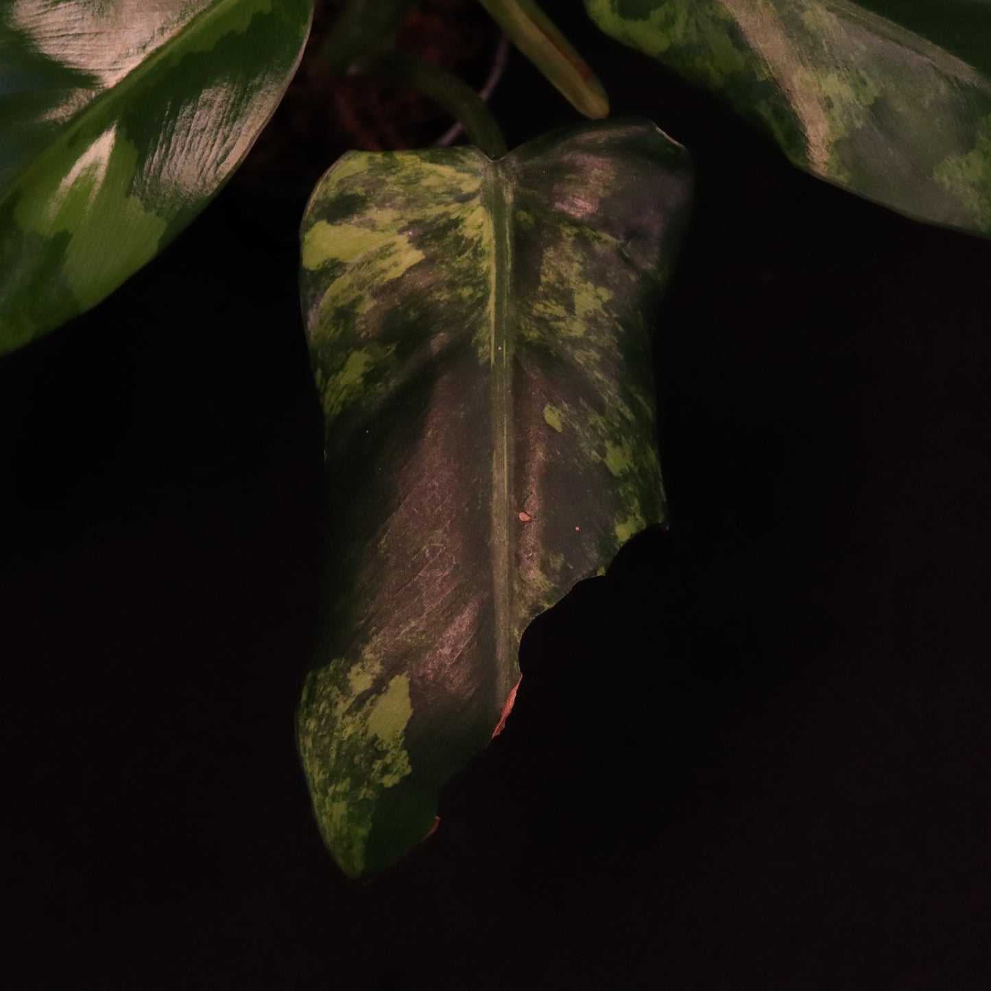 Variegated Philodendron Domesticum