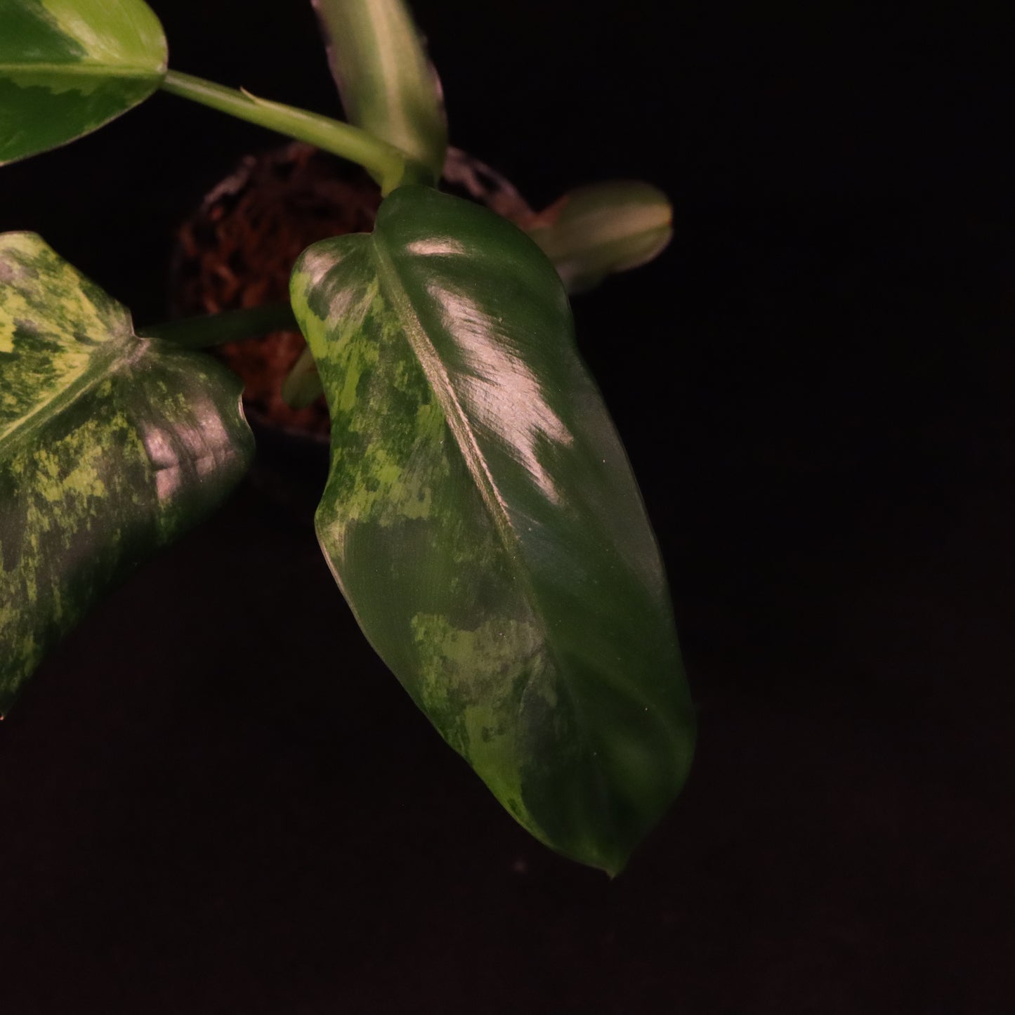 Variegated Philodendron Domesticum