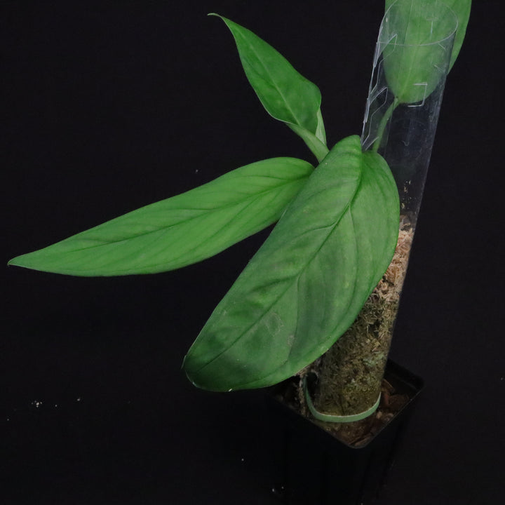 Monstera obliqua sp. Colombia