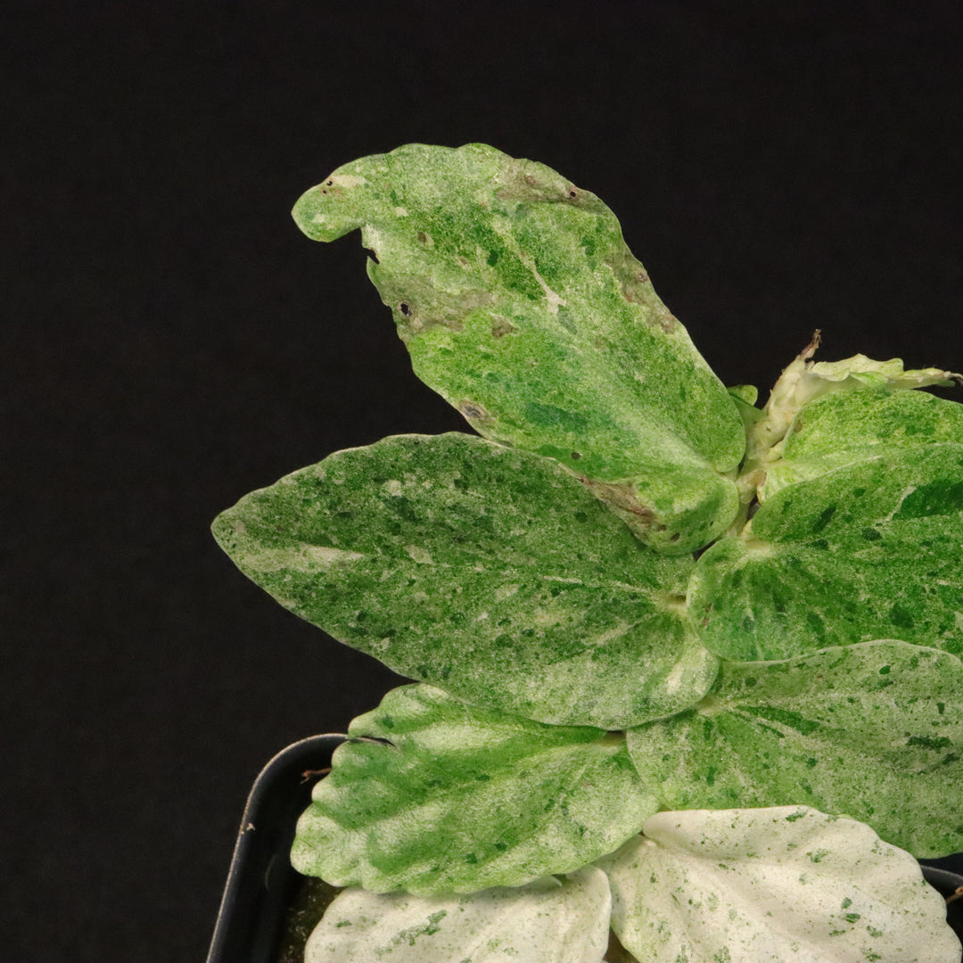 Variegated Pellionia Repens / Begonia Peppermint - D