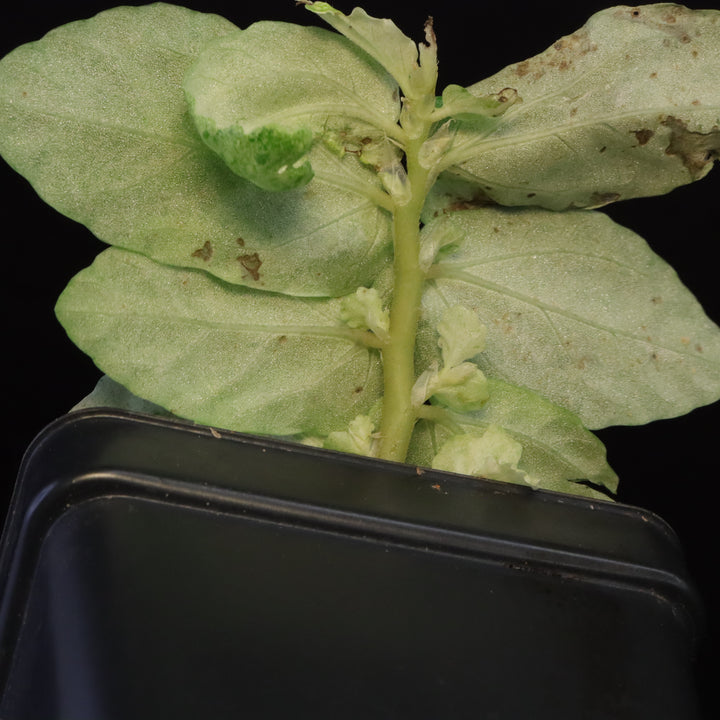 Variegated Pellionia Repens / Begonia Peppermint - D