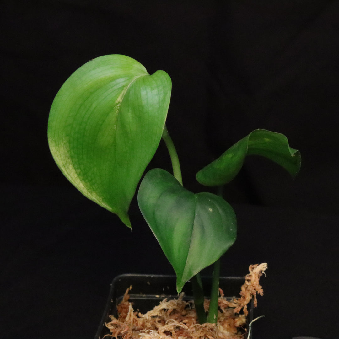 Scindapsus Perakensis