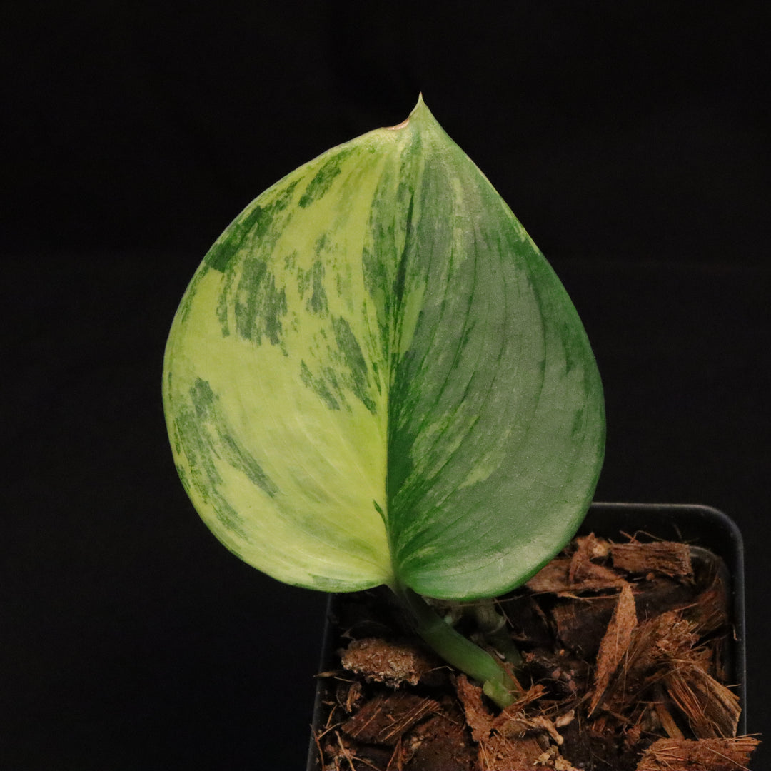 Variegated Scindapsus treubii 'Moonlight' - Aurea / Yellow variegation