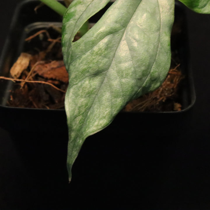Amydrium medium 'silver' - Variegated