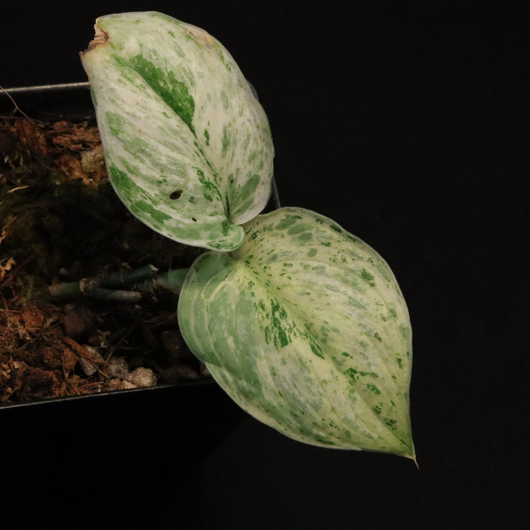 Variegated Scindapsus Peasun