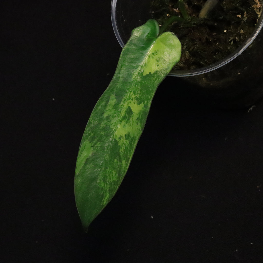 Philodendron Florida Beauty x Mayoi Variegated - Narrow Form - D