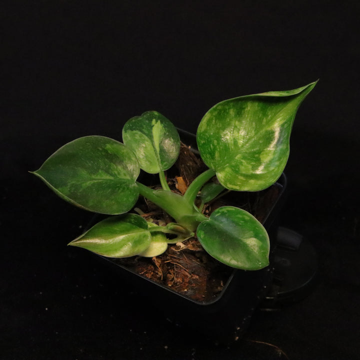 Variegated Philodendron Green Congo 'Nuclear' - A