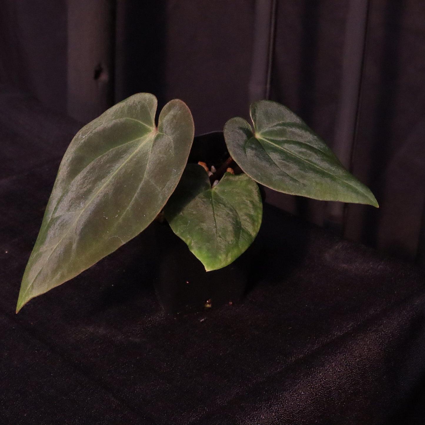 Anthurium Besseae AFF x Black Velvet Eastern Panama 'Felix'- C
