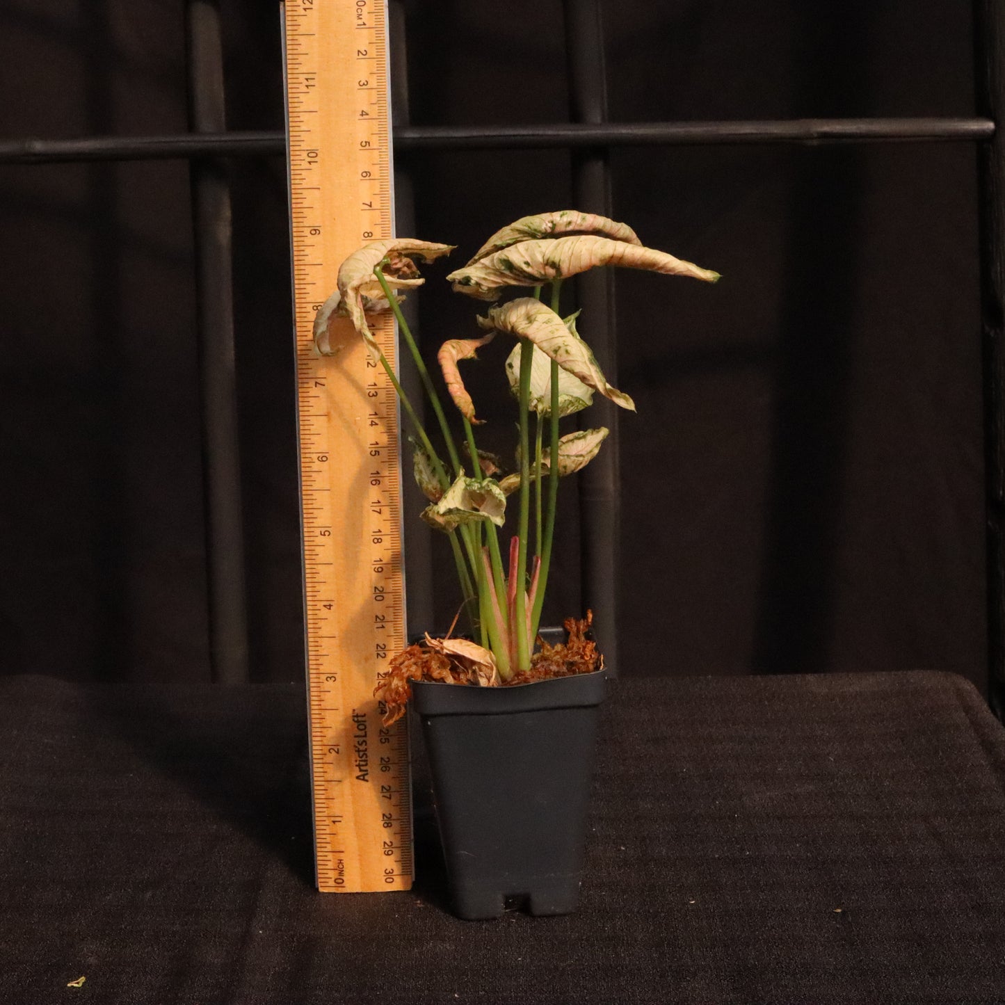 Syngonium Pink Rolli