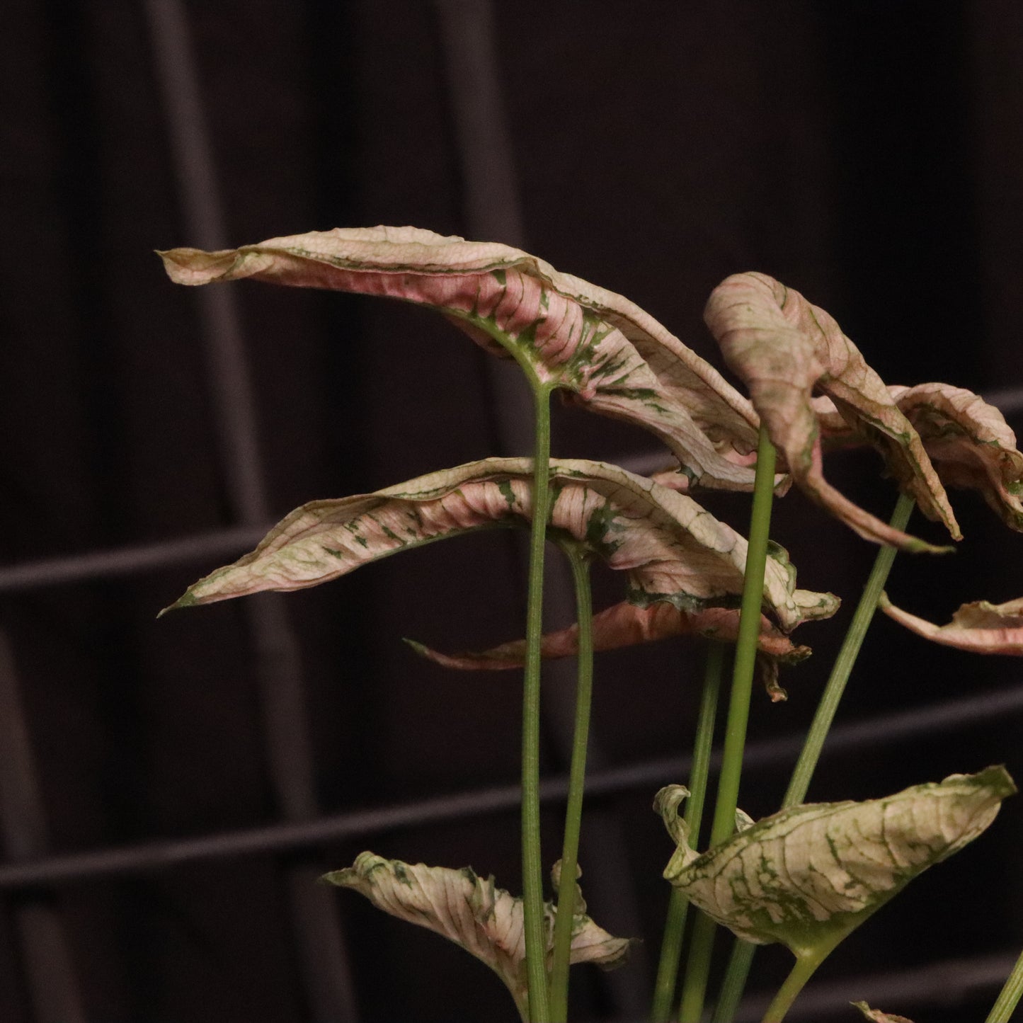 Syngonium Pink Rolli