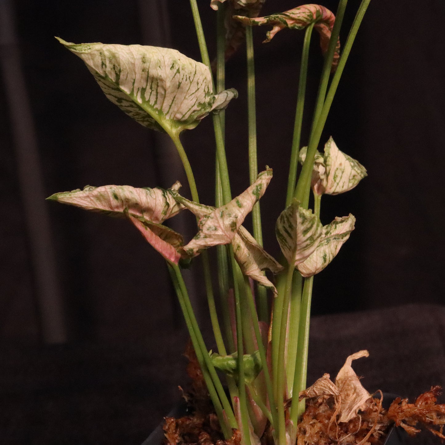 Syngonium Pink Rolli