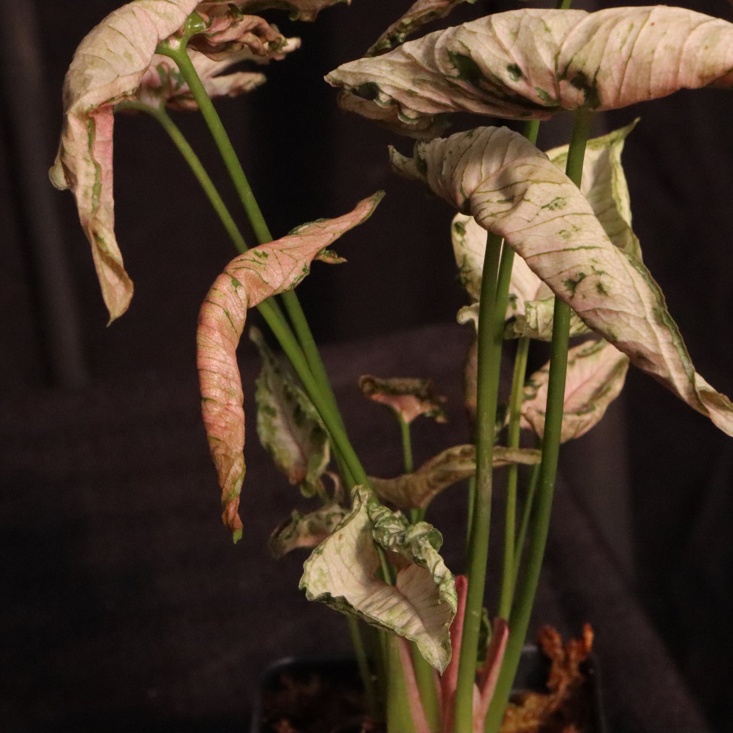 Syngonium Pink Rolli