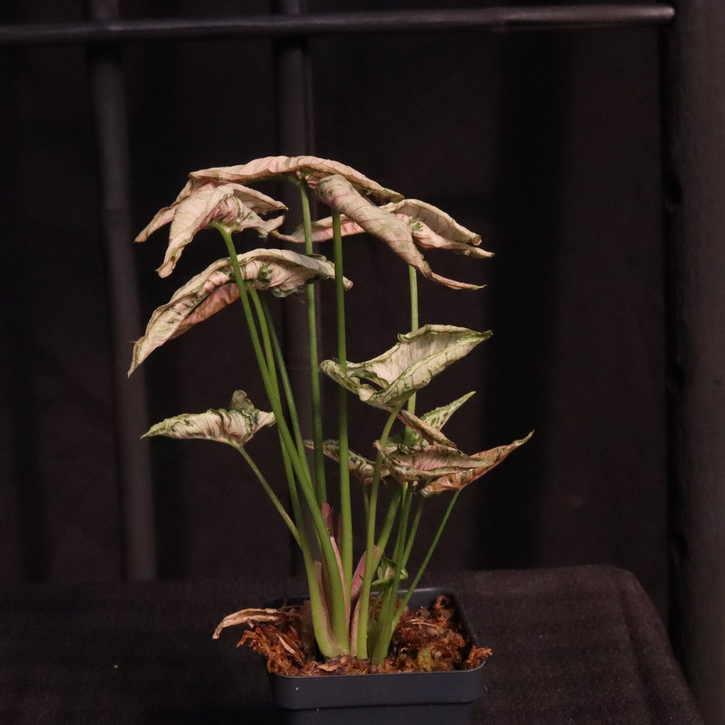 Syngonium Pink Rolli