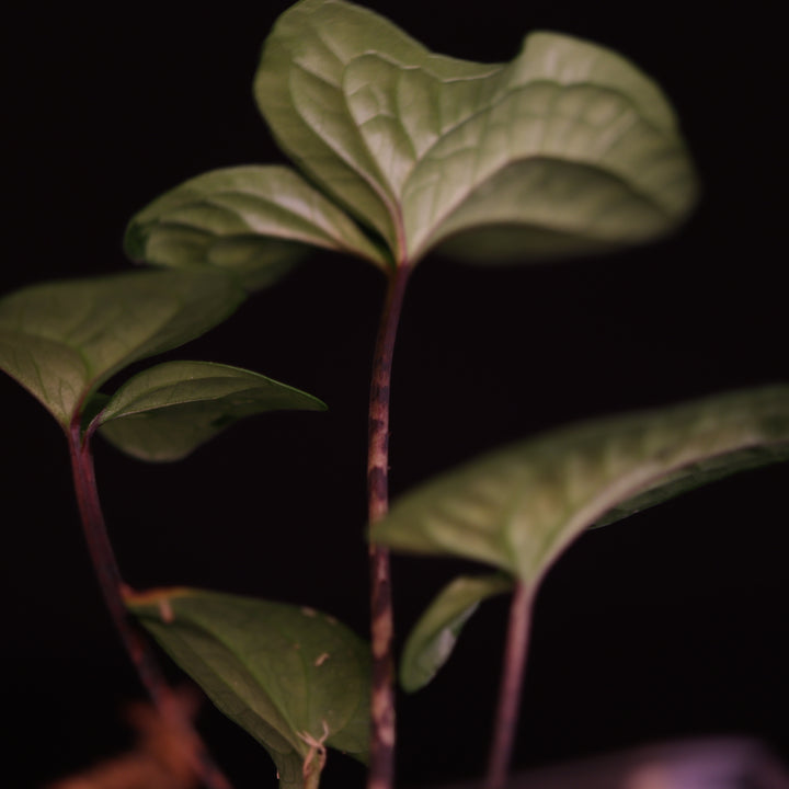 Cyrtosperma Macrotum - USA Seller