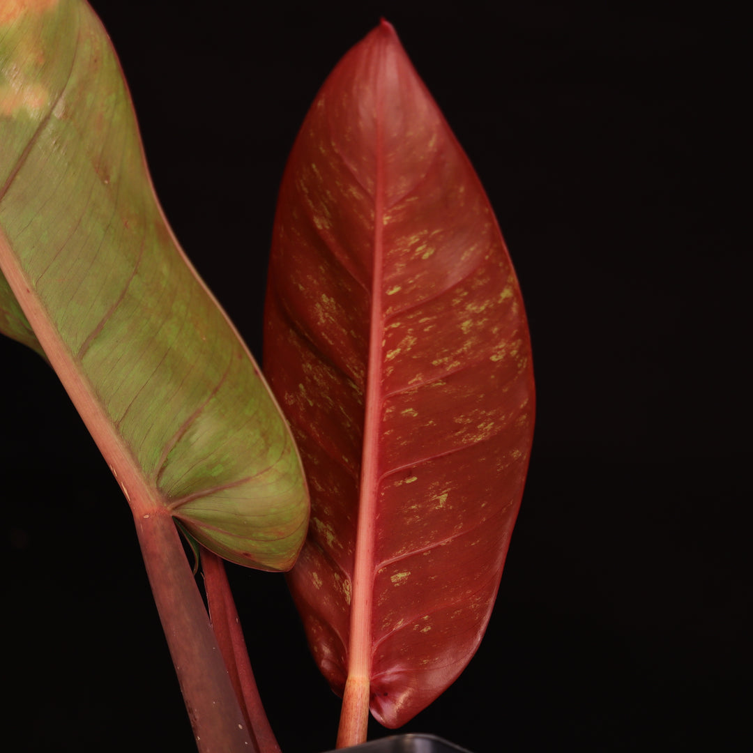 Philodendron Prince of Orange Variegated