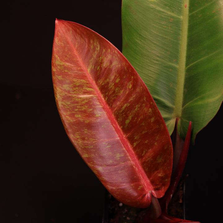 Philodendron Prince of Orange Variegated