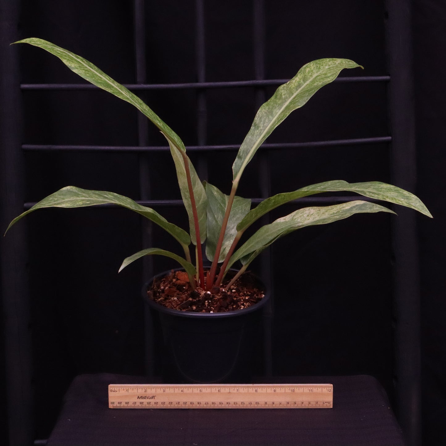Variegated Anthurium Renaissance - A