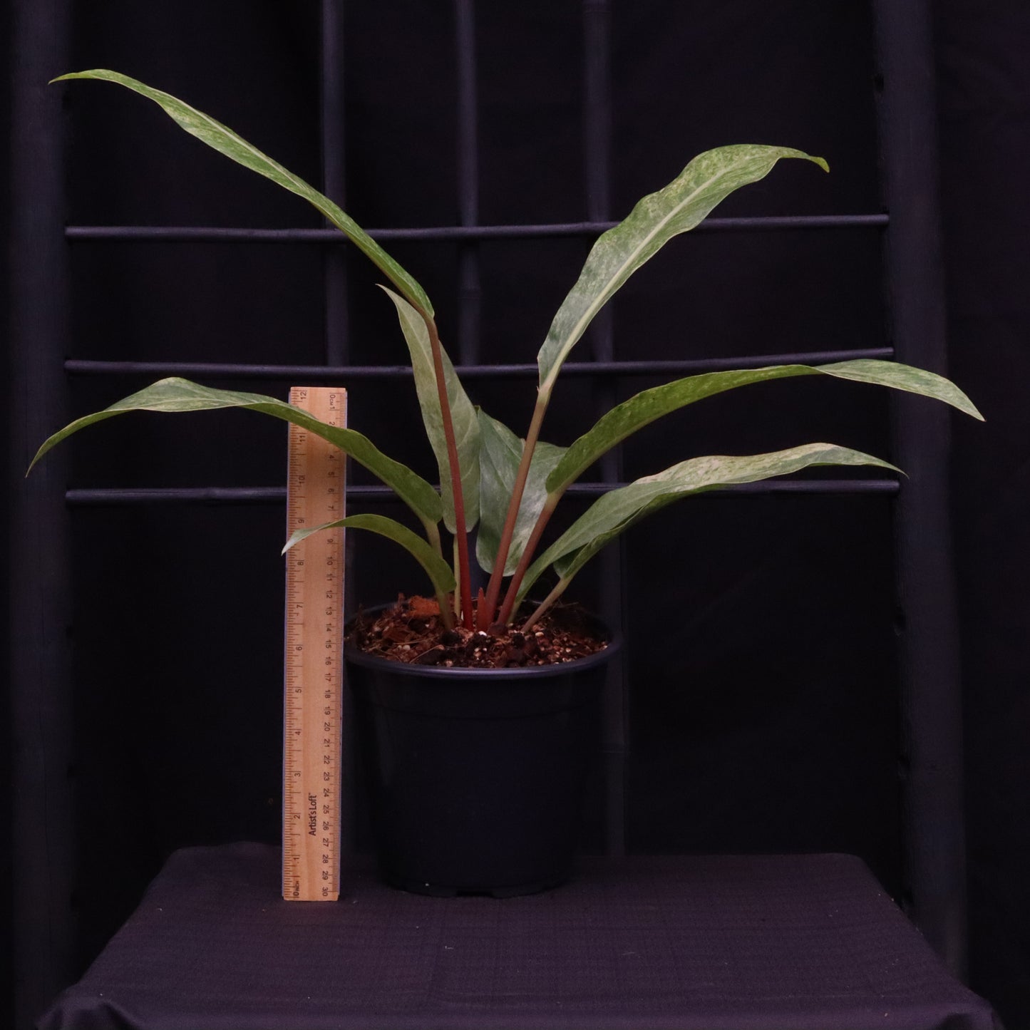 Variegated Anthurium Renaissance - A