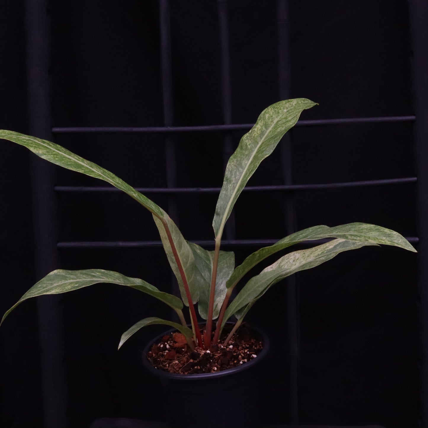 Variegated Anthurium Renaissance - A
