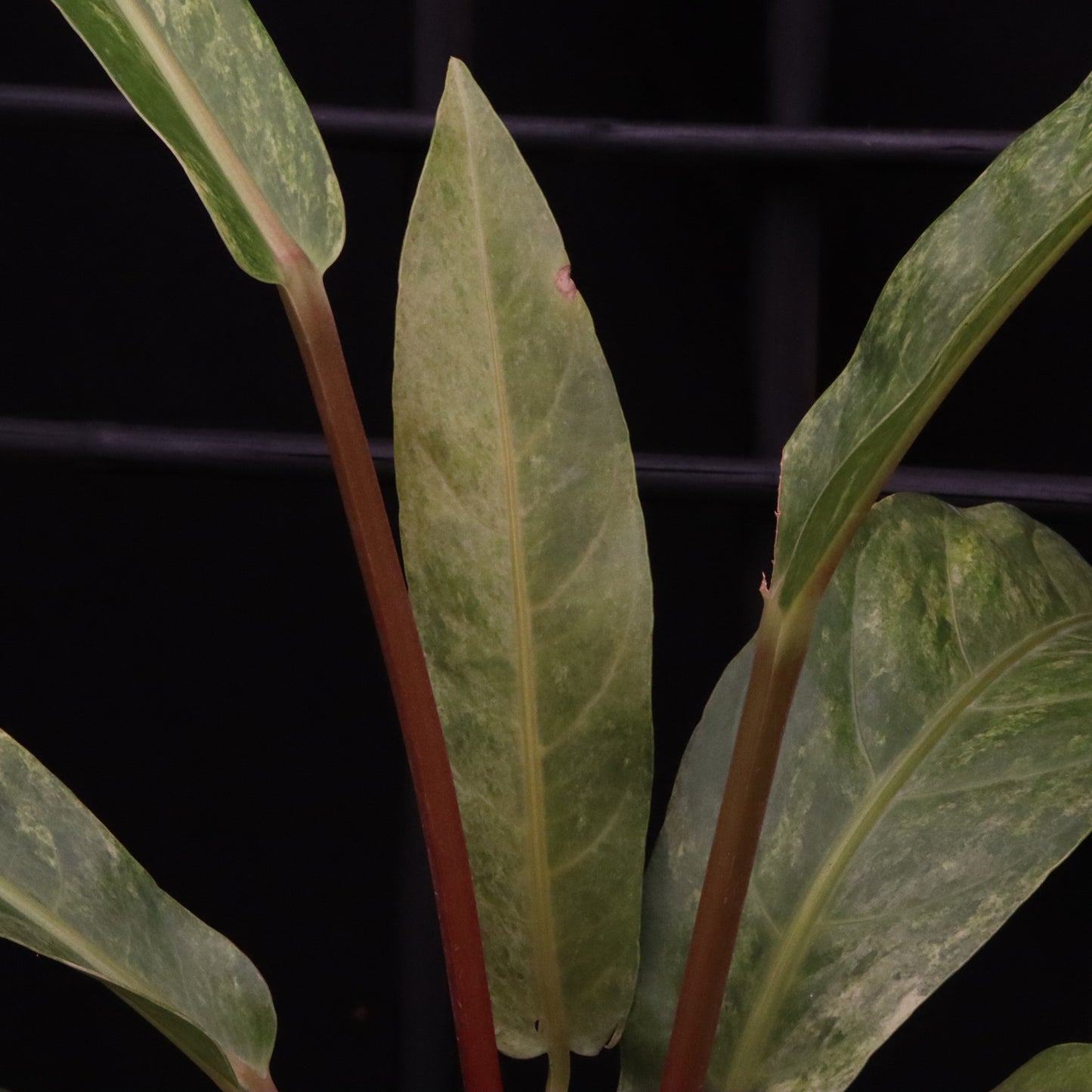Variegated Anthurium Renaissance - A