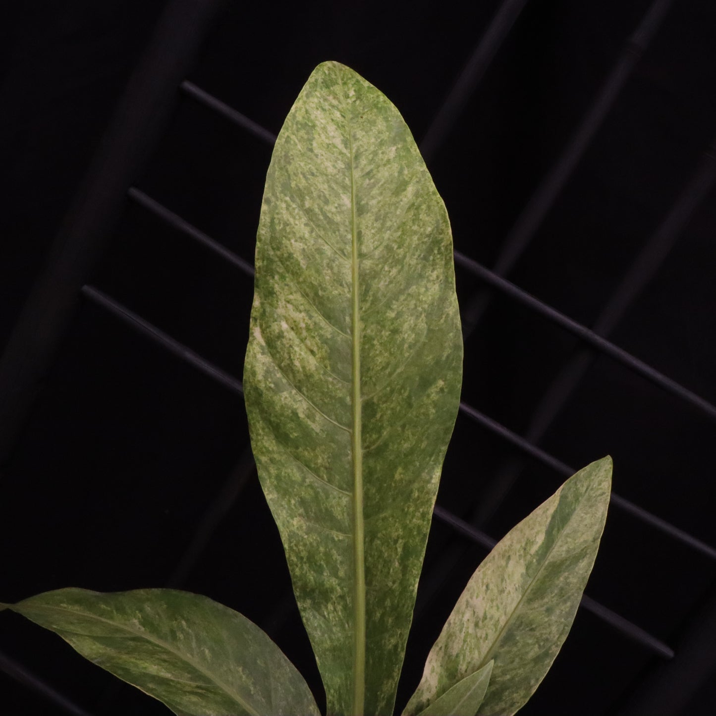 Variegated Anthurium Renaissance - A