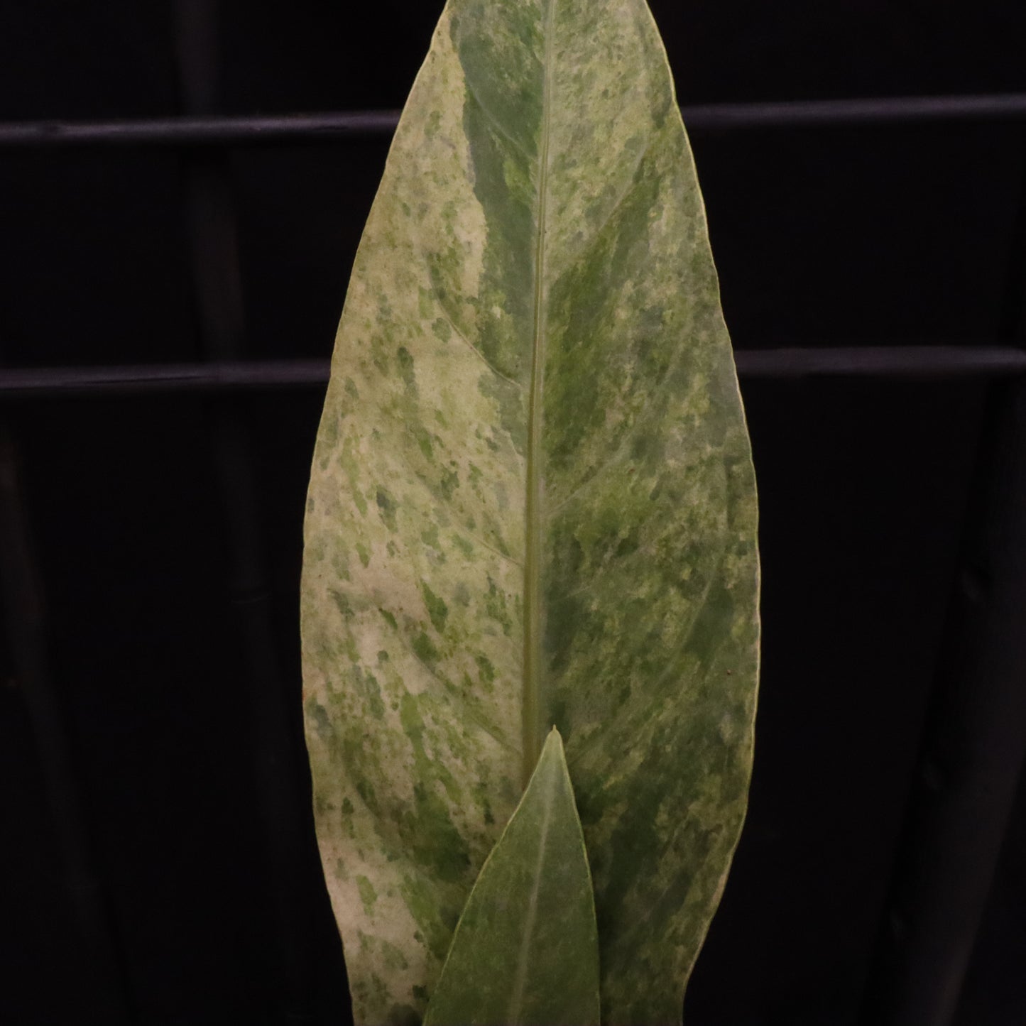 Variegated Anthurium Renaissance - A