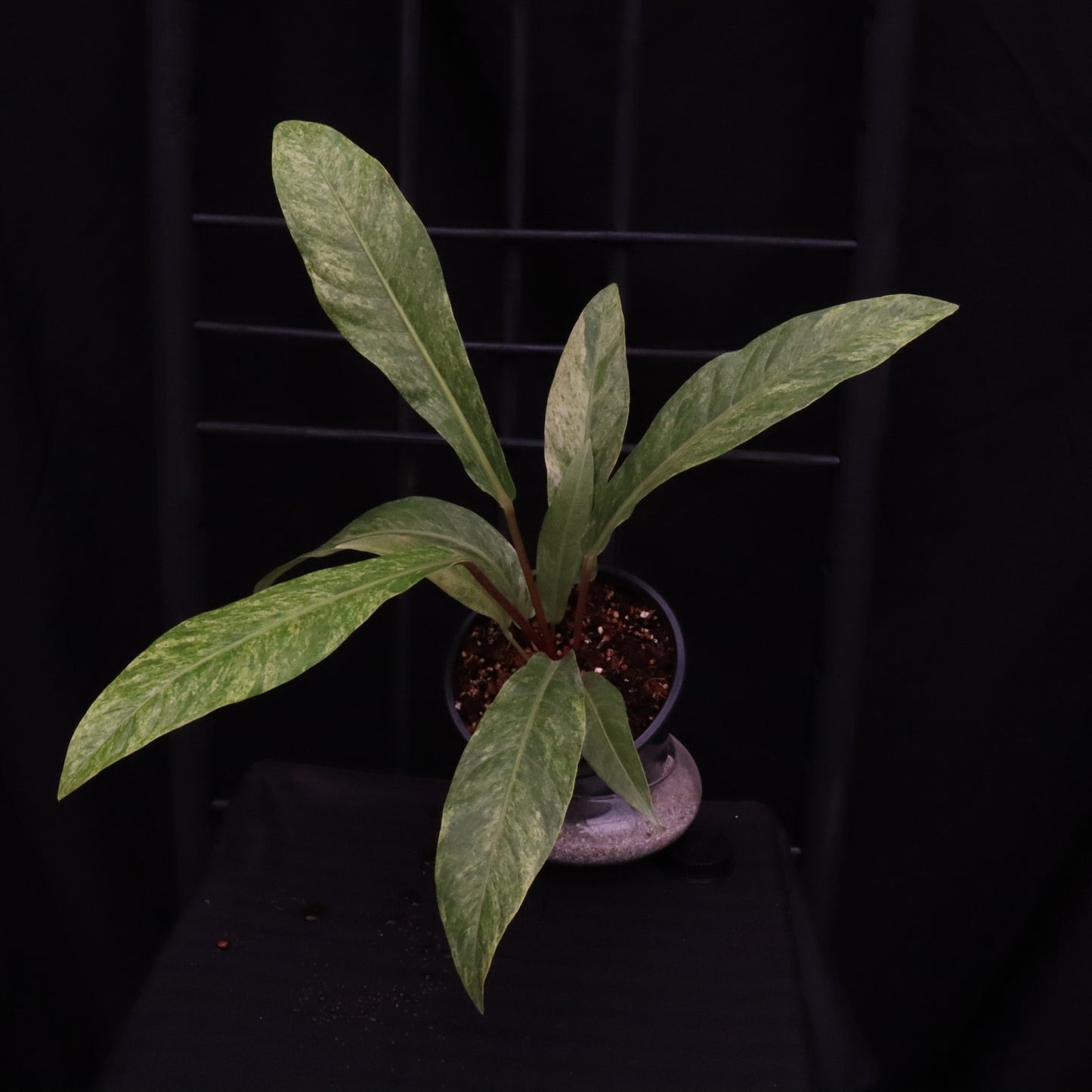 Variegated Anthurium Renaissance - A