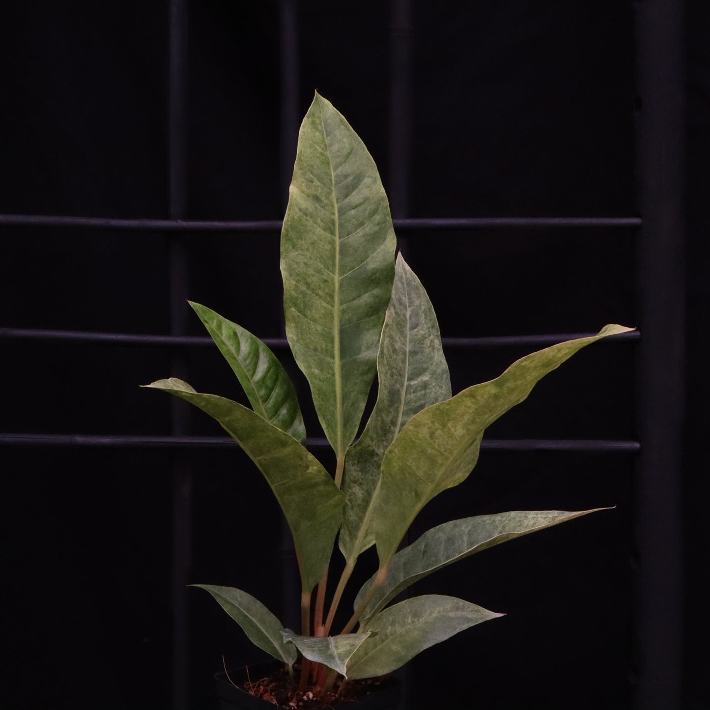 Variegated Anthurium Renaissance - A