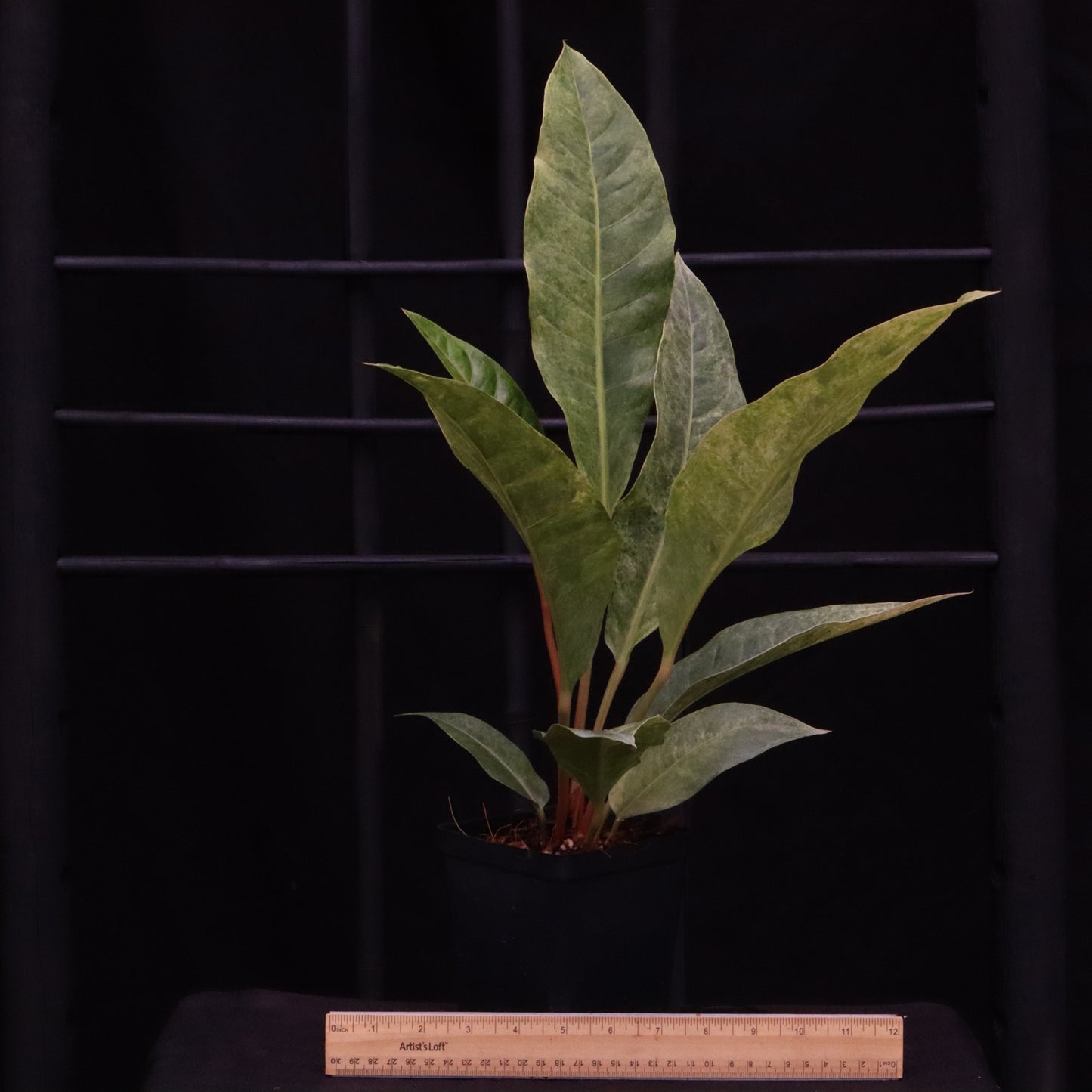 Variegated Anthurium Renaissance - B
