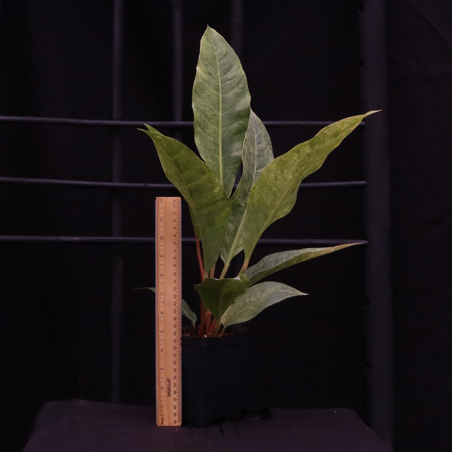 Variegated Anthurium Renaissance - B
