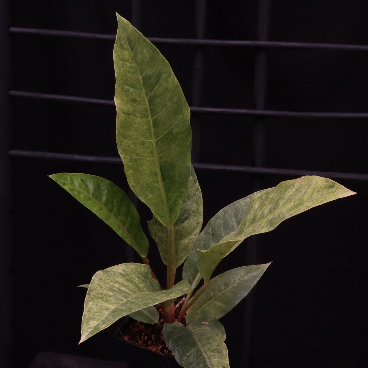 Variegated Anthurium Renaissance - B