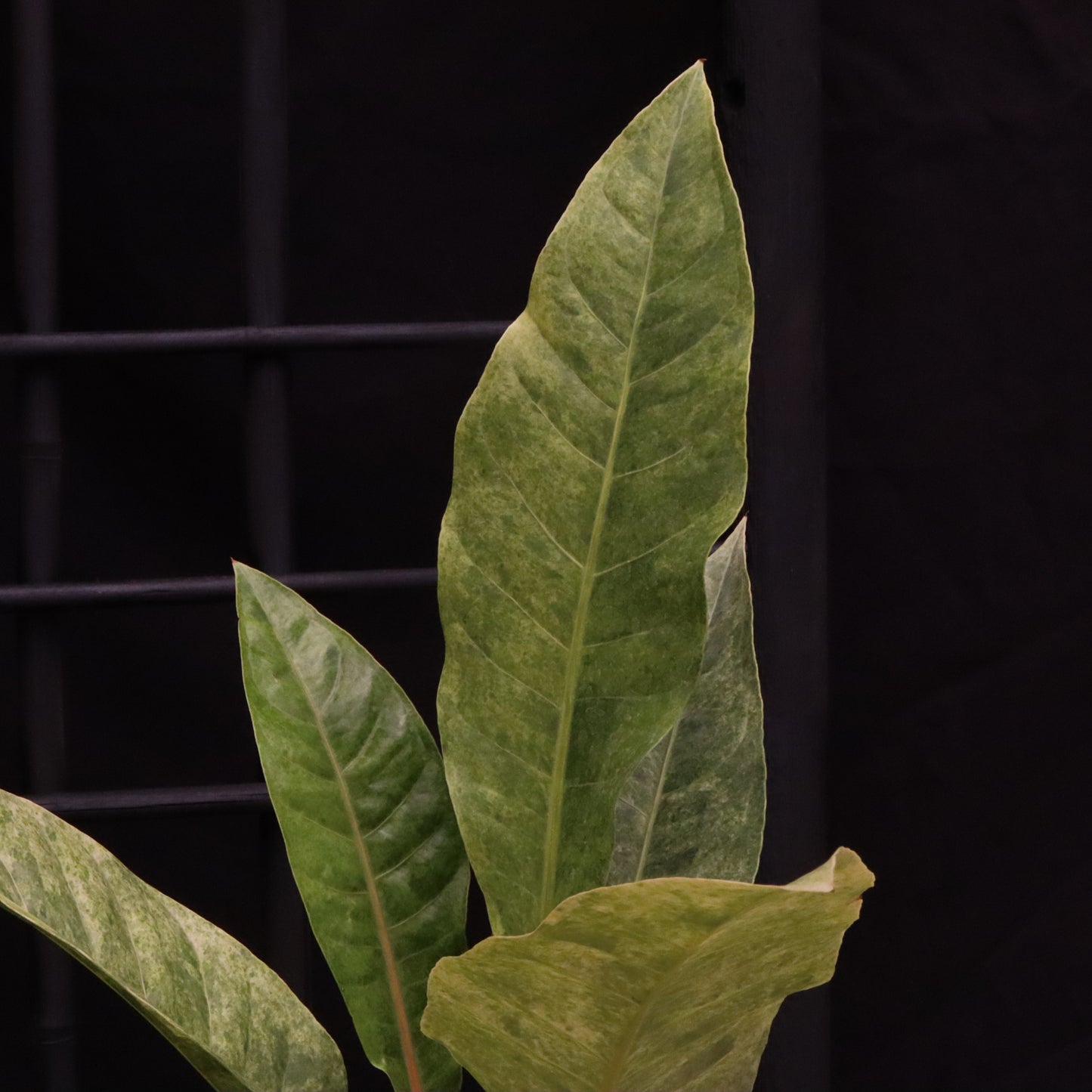 Variegated Anthurium Renaissance - B