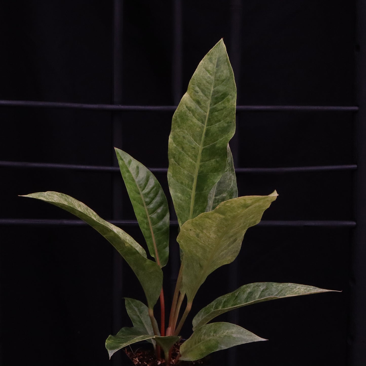Variegated Anthurium Renaissance - B
