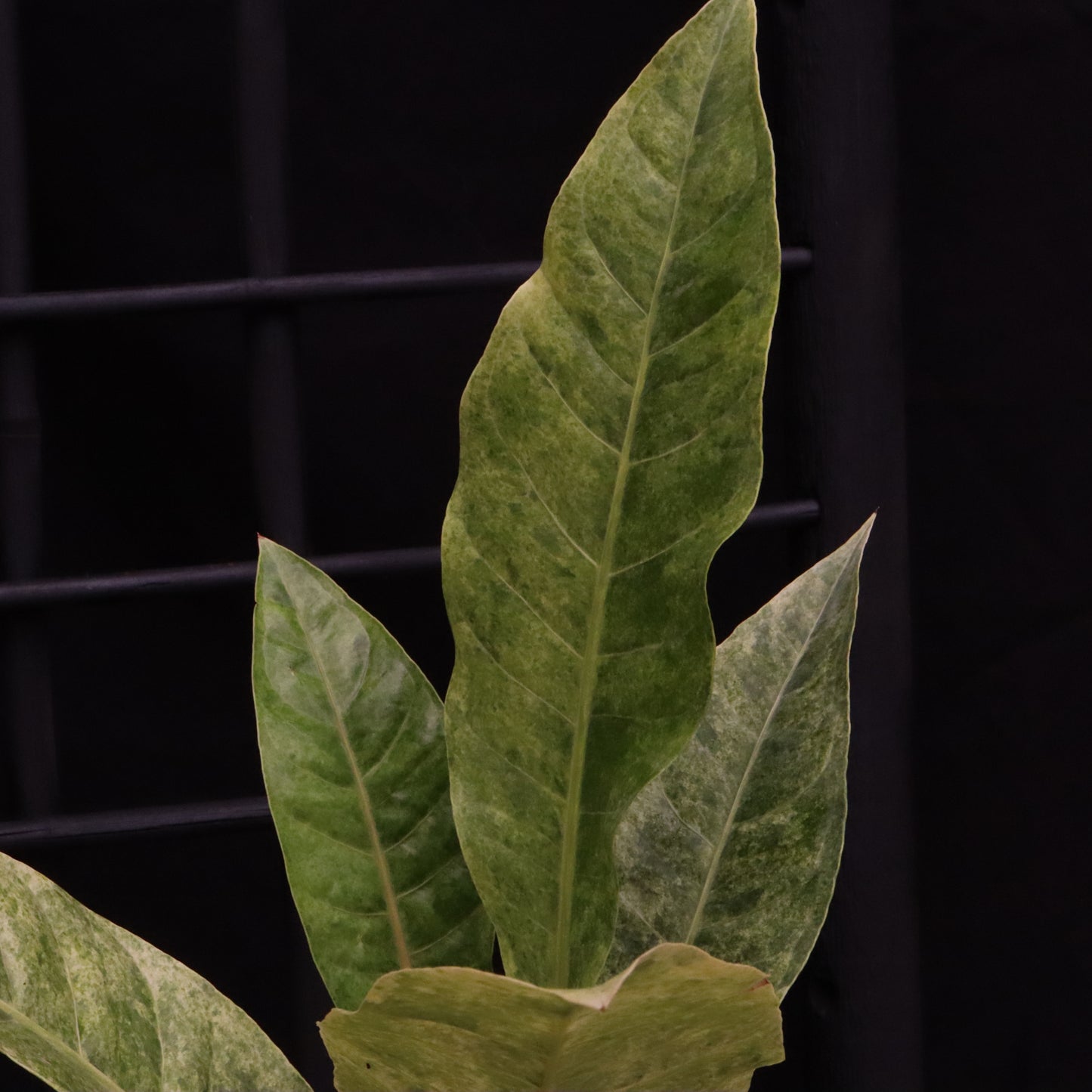 Variegated Anthurium Renaissance - B