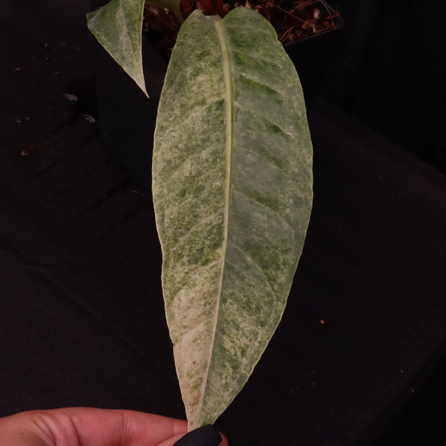 Variegated Anthurium Renaissance - B