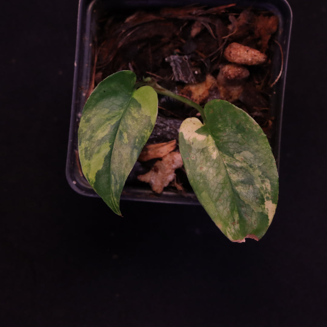 Variegated Monstera Siltepecana