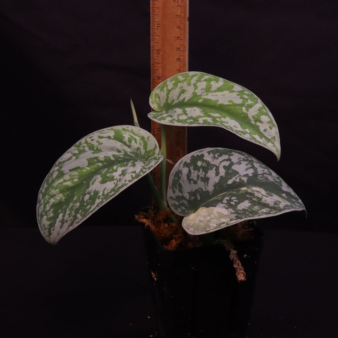 Scindapsus Exotica Aurea - A