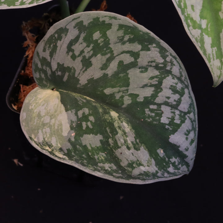 Scindapsus Exotica Aurea - A