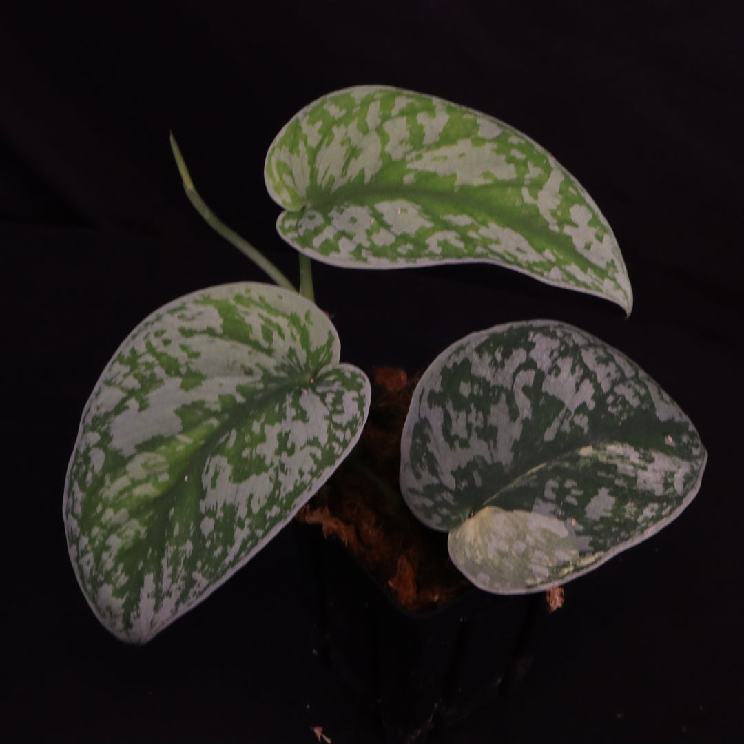 Scindapsus Exotica Aurea - A
