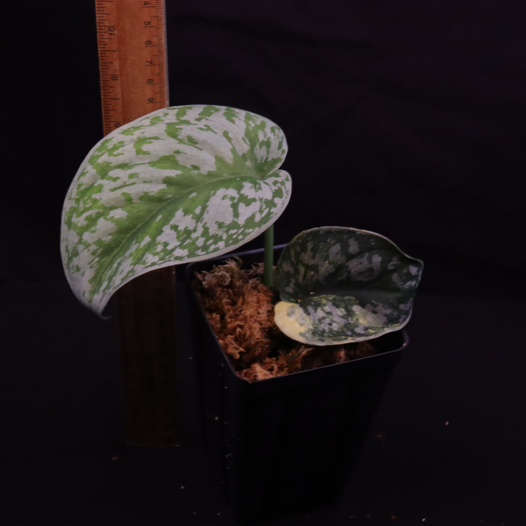 Scindapsus Exotica Aurea - C