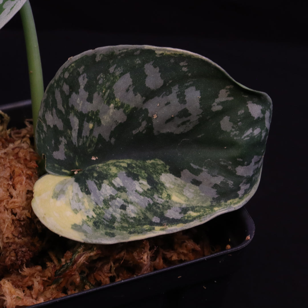 Scindapsus Exotica Aurea - C