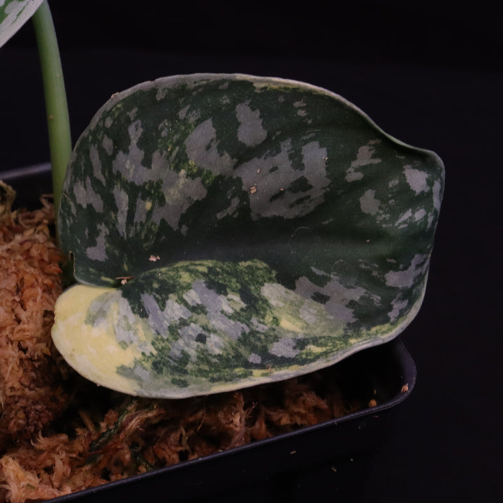 Scindapsus Exotica Aurea - C